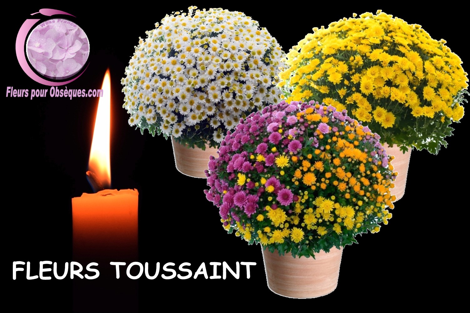 FLEURS TOUSSAINT SAINT-SALVI-DE-CARCAVÈS 81
  - FAITES AUSSI LIVRER DES FLEURS A L'OCCASION DE LA TOUSSAINT A SAINT-SALVI-DE-CARCAVÈS 81
  - FLEURS TOUSSAINT SAINT-SALVI-DE-CARCAVÈS 81
  - FAIRE LIVRER DES FLEURS AU CIMETIÈRE A SAINT-SALVI-DE-CARCAVÈS 81
  POUR LA TOUSSAINT - FLEURS CIMETIERE TOUSSAINT - ENVOYER DES FLEURS TOUSSAINT A SAINT-SALVI-DE-CARCAVÈS 81
  - COMMENT FAIRE LIVRER DES FLEURS POUR LA TOUSSAINT A SAINT-SALVI-DE-CARCAVÈS 81
